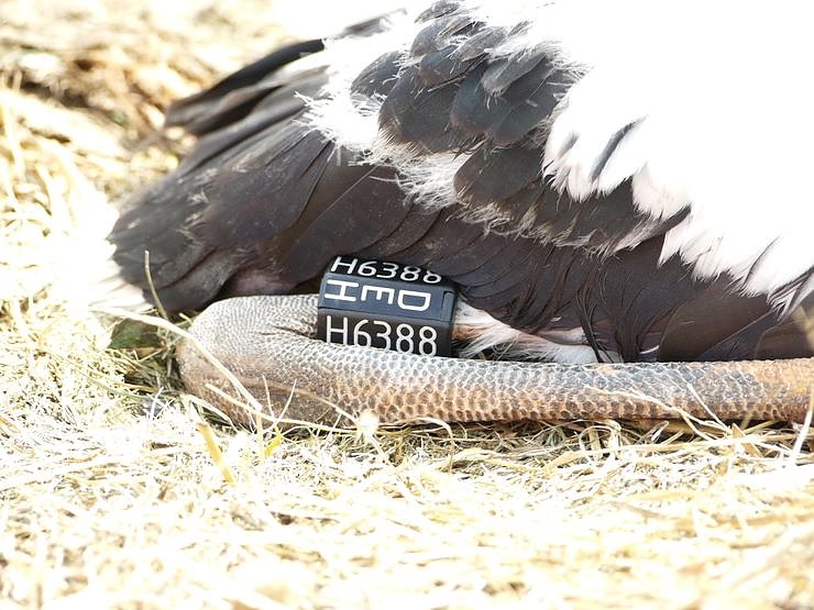Beringung der Jungst&ouml;rche in G&ouml;rsbach