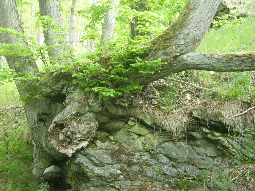 Immer an der Selke entlang