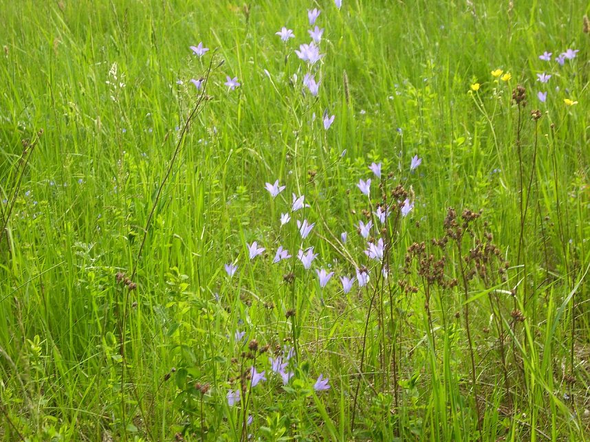 Immer an der Selke entlang