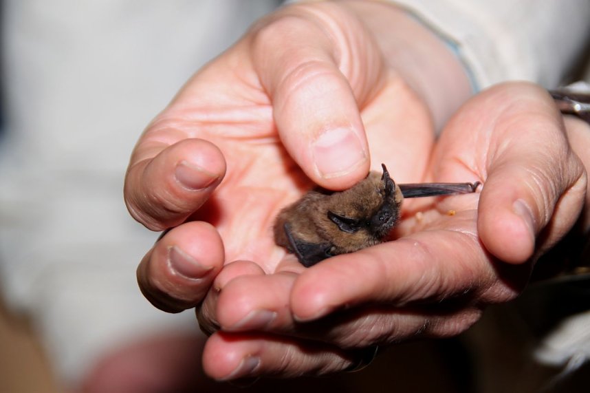 Fledermausnacht in Bleicherode