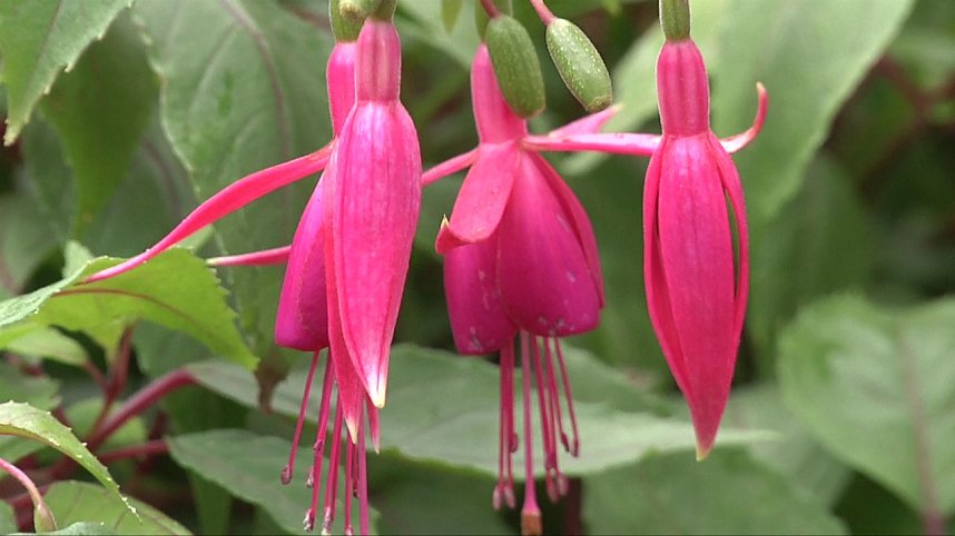 Fuchsien in der Traditionsbrennerei