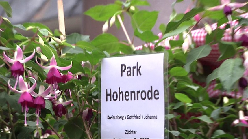 Fuchsien in der Traditionsbrennerei