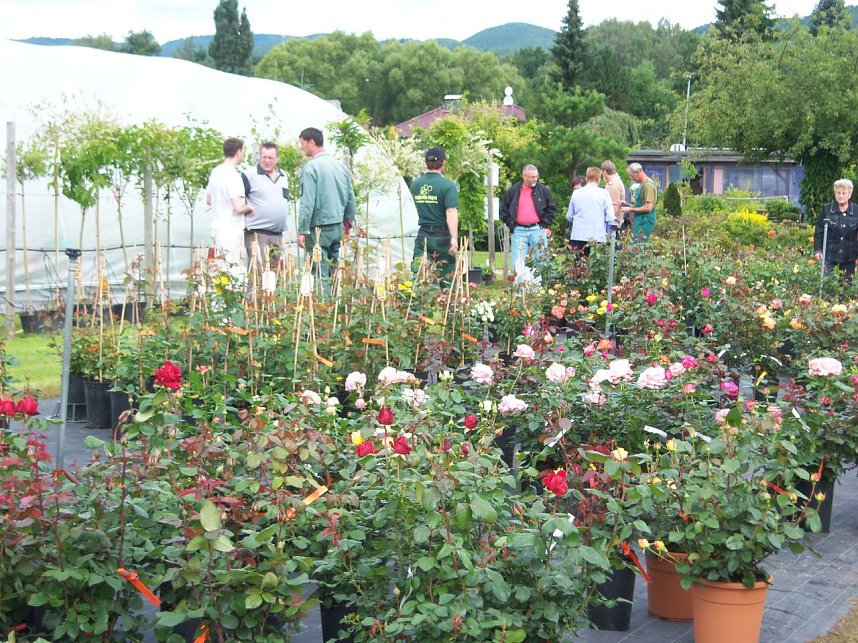 Rosenschau in Ellrich