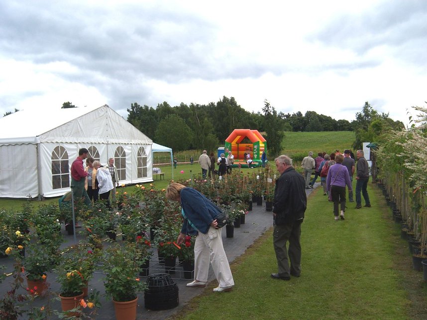 Rosenschau in Ellrich