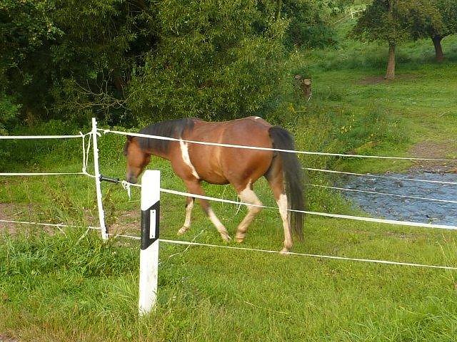 Pferd ausgeb&uuml;chst