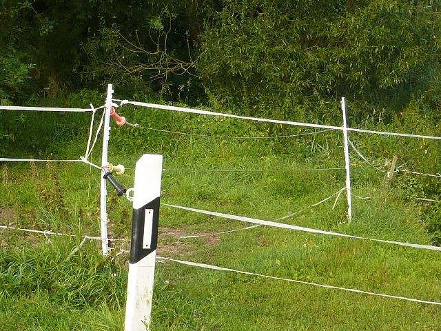 Pferd ausgeb&uuml;chst