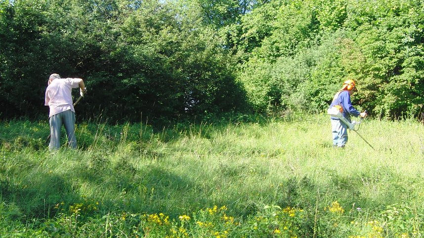 Halbtrockenrasen gem&auml;ht