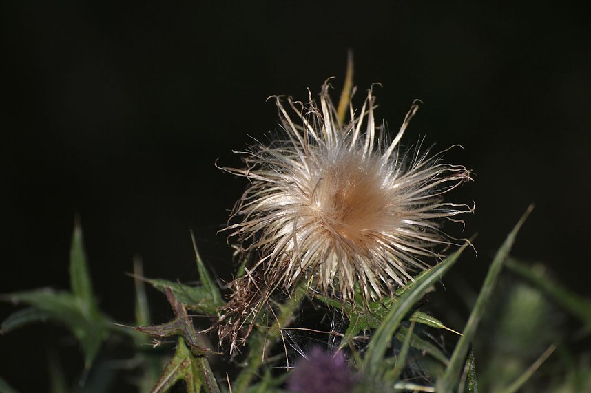 Nachts ist nicht alles grau...