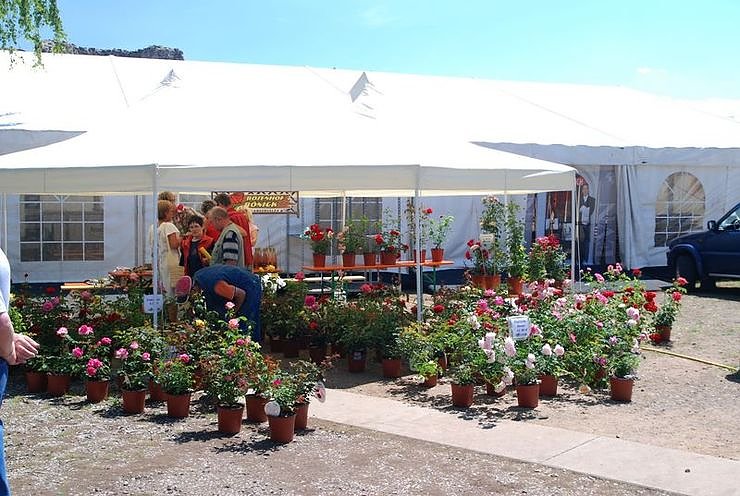 Rosenfest auf dem Nordh&auml;user Petersberg