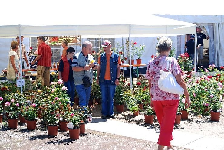 Rosenfest auf dem Nordh&auml;user Petersberg