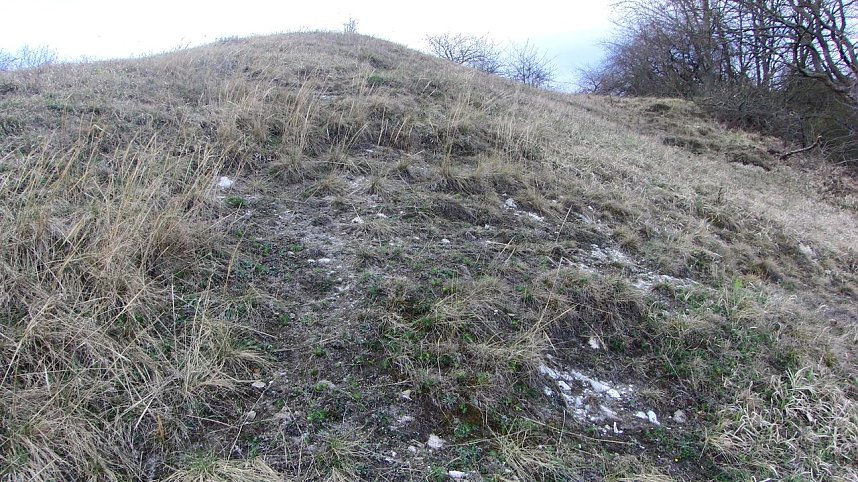 Fl&auml;che mit den meisten Exemplaren