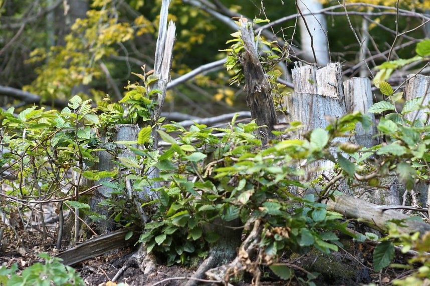 Auf dem Weg zum Braunsteinhaus