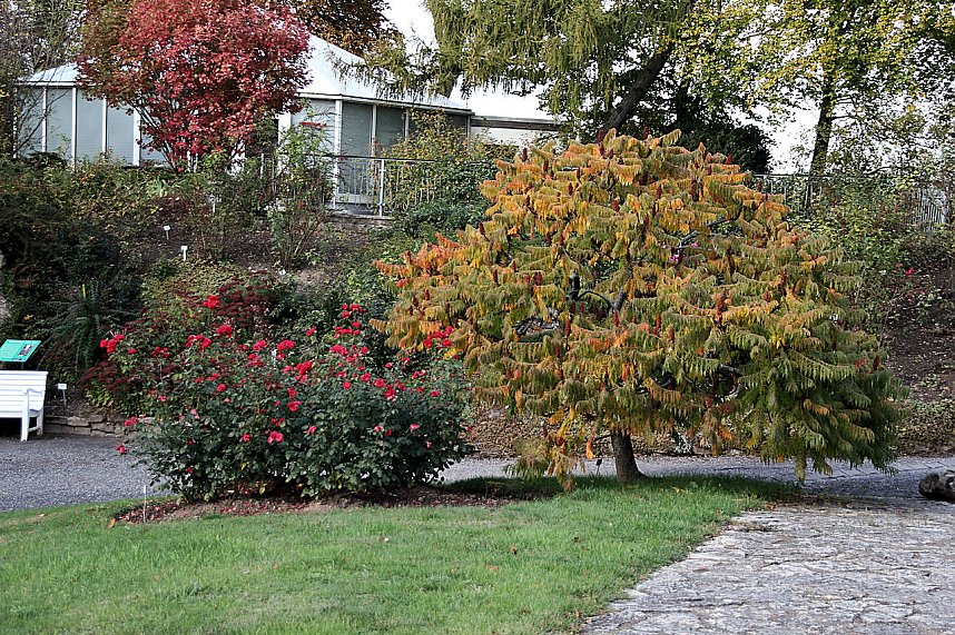 Rosen &uuml;ber Rosen