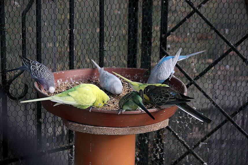 Rosen &uuml;ber Rosen