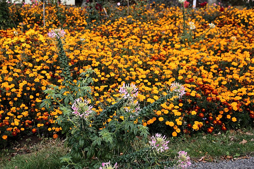 Rosen &uuml;ber Rosen