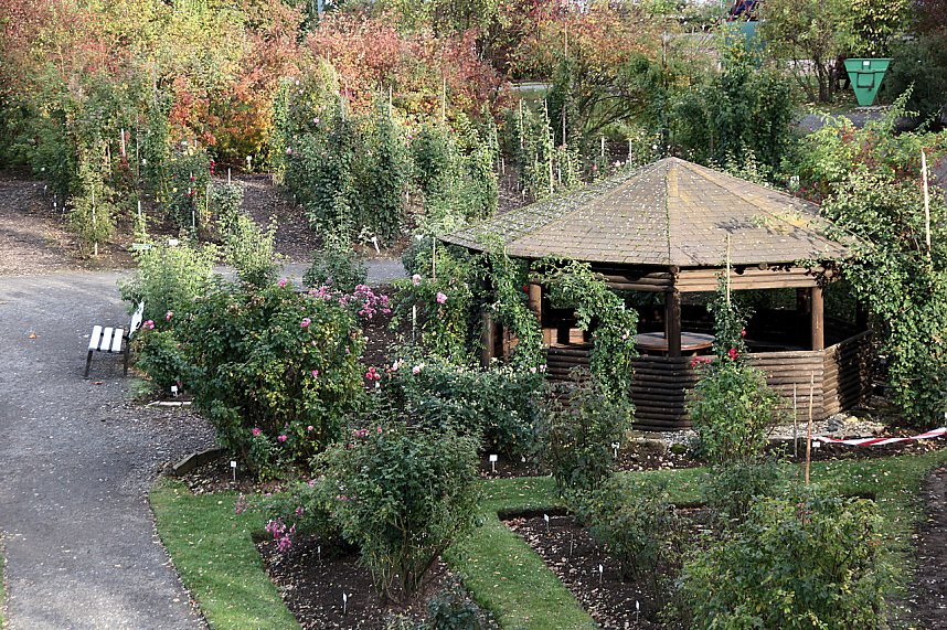 Rosen &uuml;ber Rosen