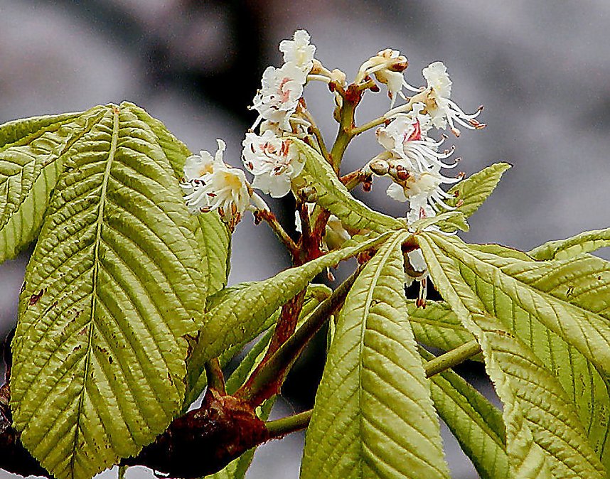 Fr&uuml;hling im Oktober