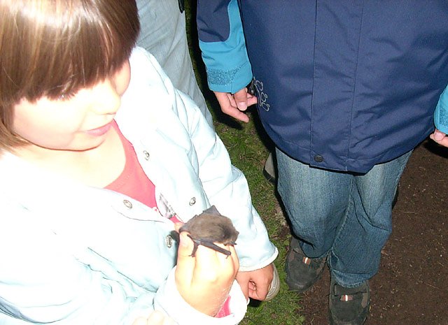 Flederm&auml;use im Schlosspark Sondershausen