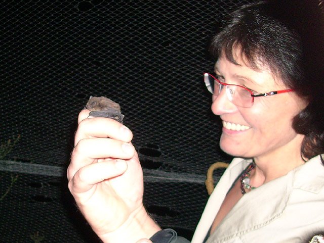 Flederm&auml;use im Schlosspark Sondershausen
