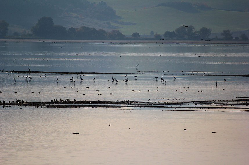 Kraniche am Stausee Kelbra
