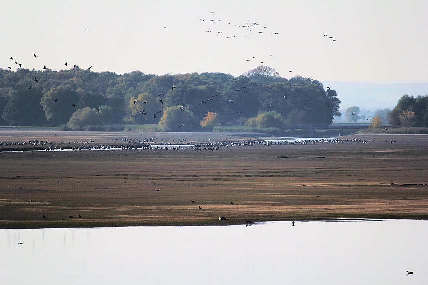 Kraniche am Stausee Kelbra