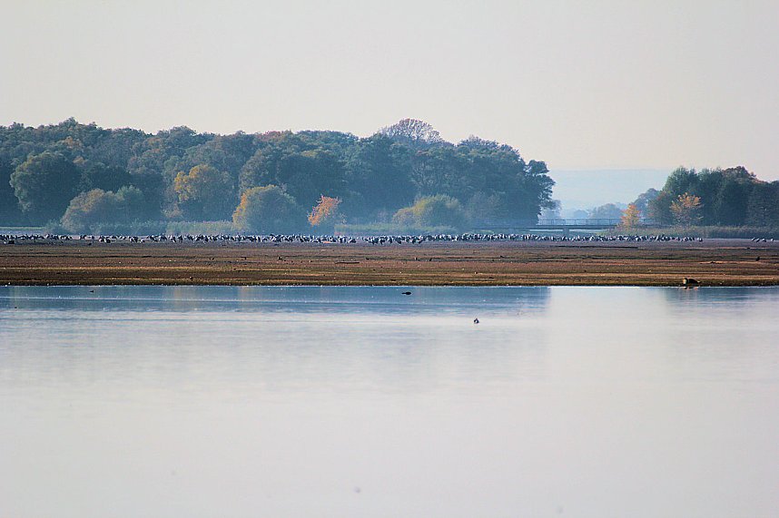 Kraniche am Stausee Kelbra
