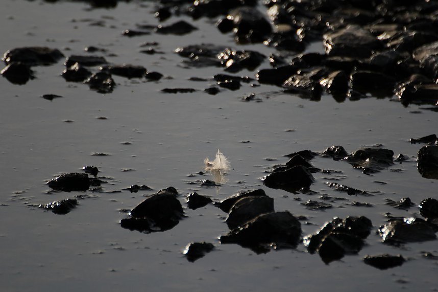 Kraniche am Stausee Kelbra