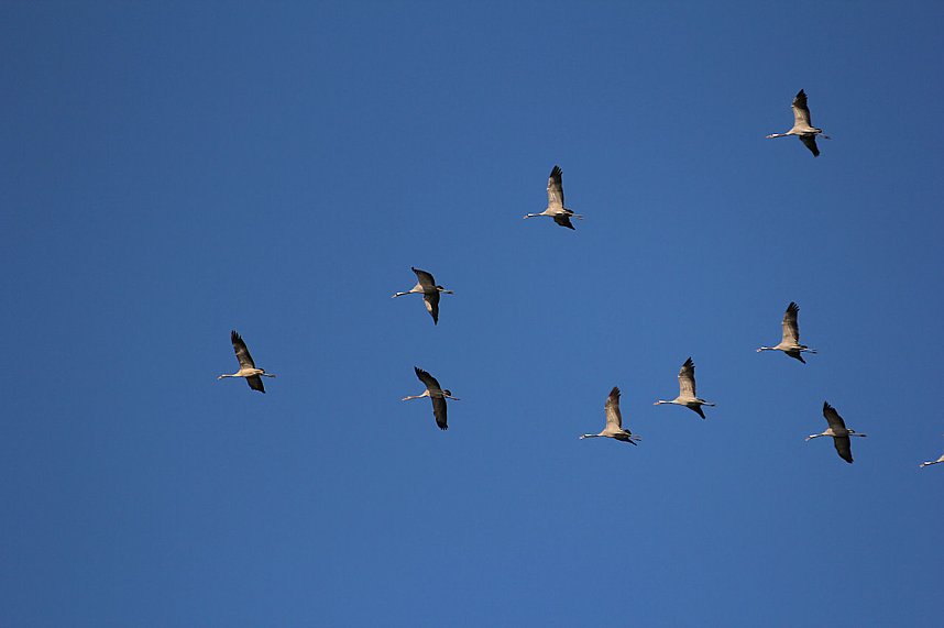 Kraniche am Stausee Kelbra