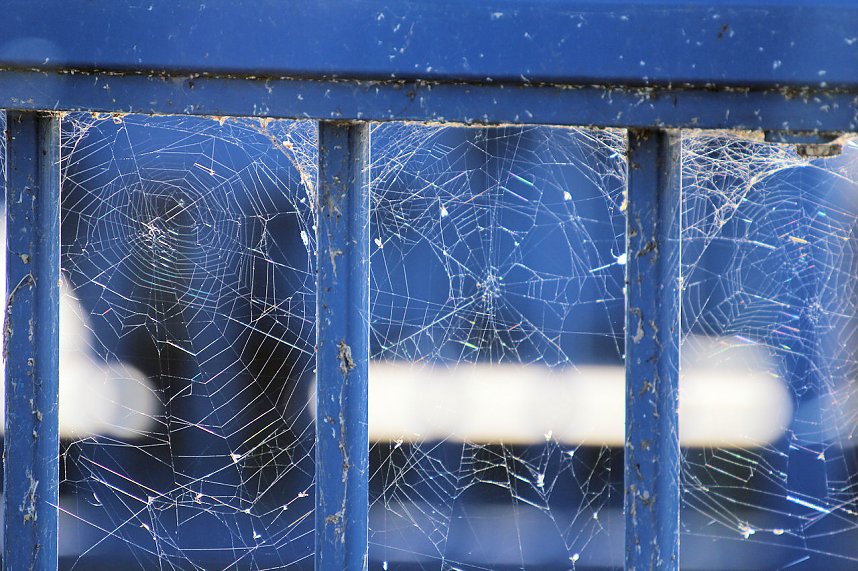 Kraniche am Stausee Kelbra