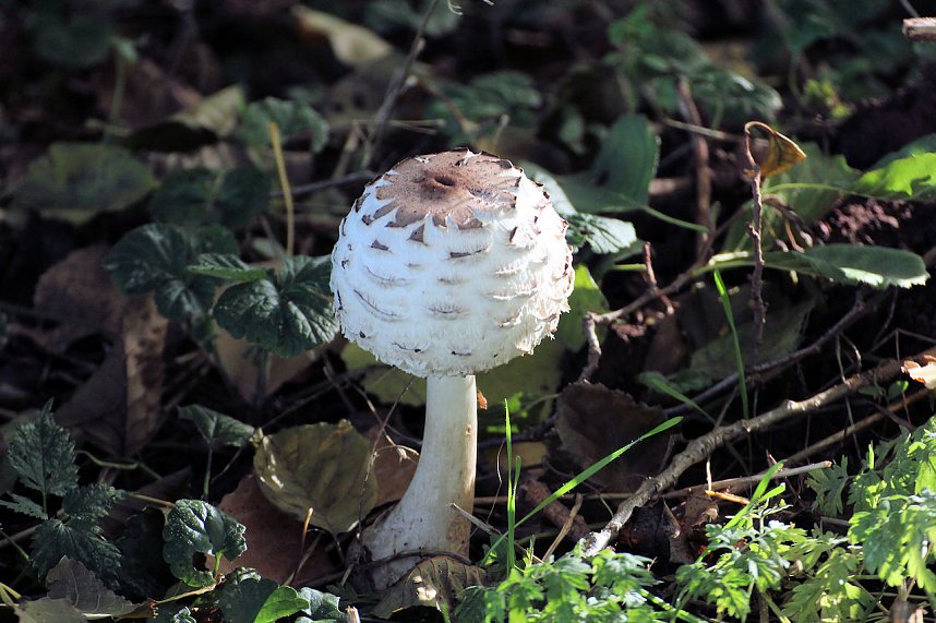 Kraniche am Stausee Kelbra