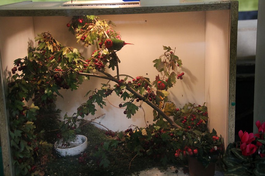 Gefiedertes in Sondershausen