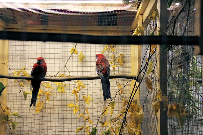 Gefiedertes in Sondershausen