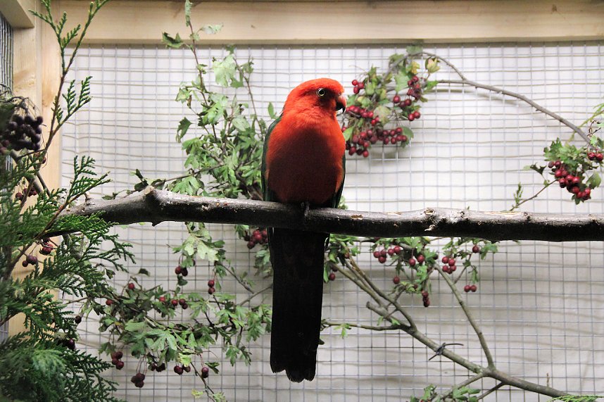 Gefiedertes in Sondershausen