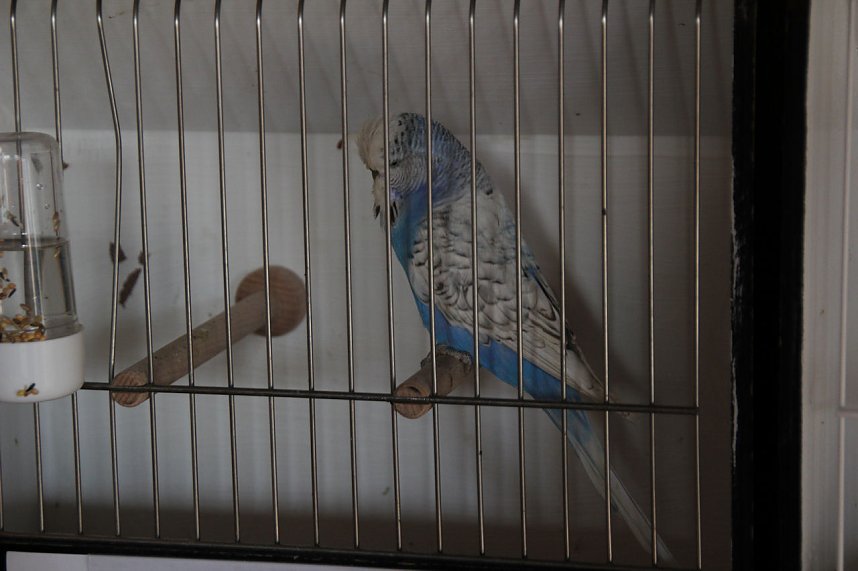 Gefiedertes in Sondershausen