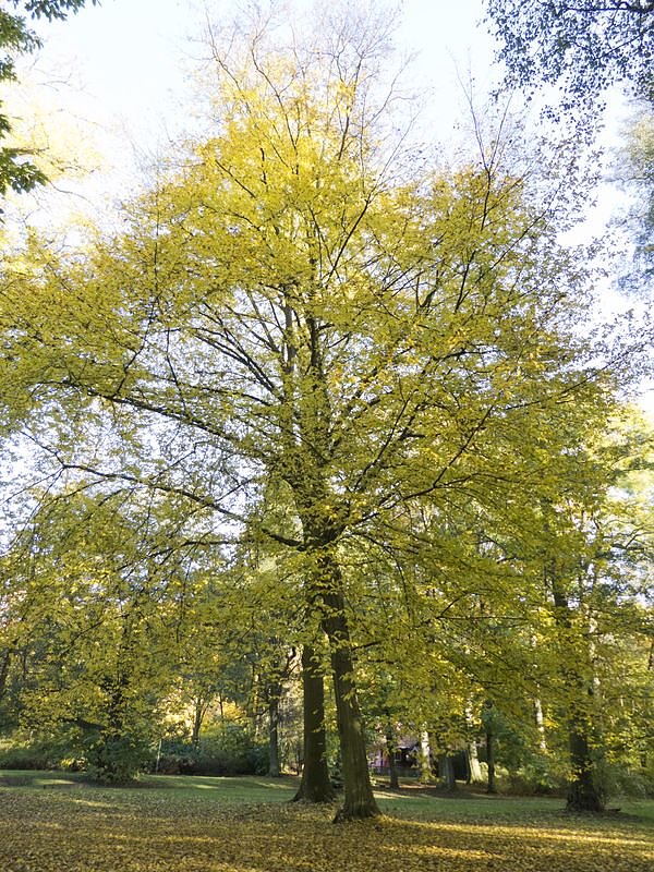 Goldener Herbst im Nordh&auml;user Stadtpark