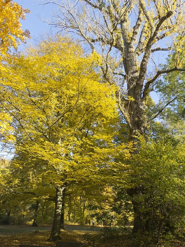 Goldener Herbst im Nordh&auml;user Stadtpark