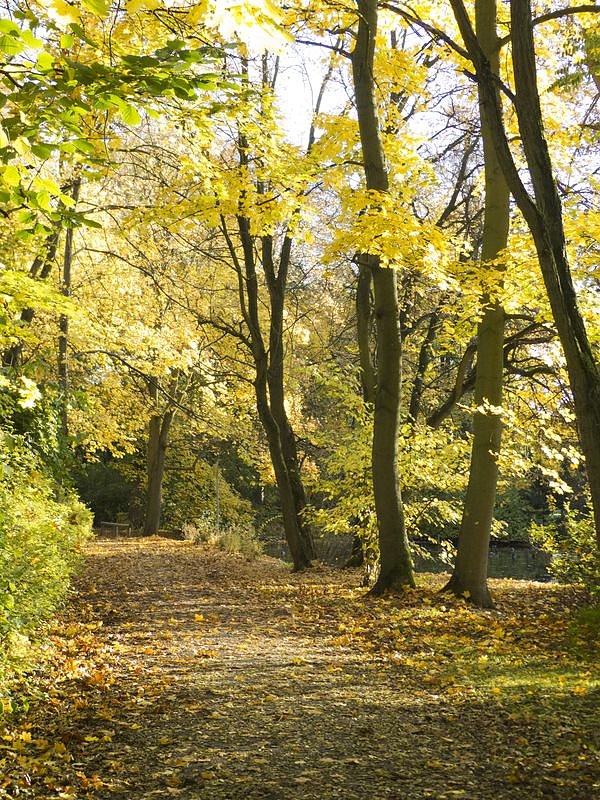 Goldener Herbst im Nordh&auml;user Stadtpark