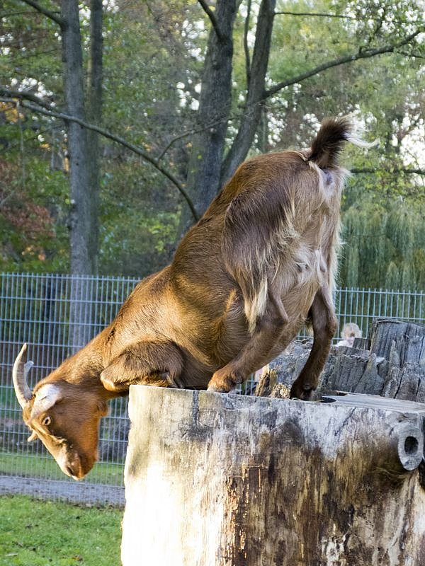 Goldener Herbst im Nordh&auml;user Stadtpark