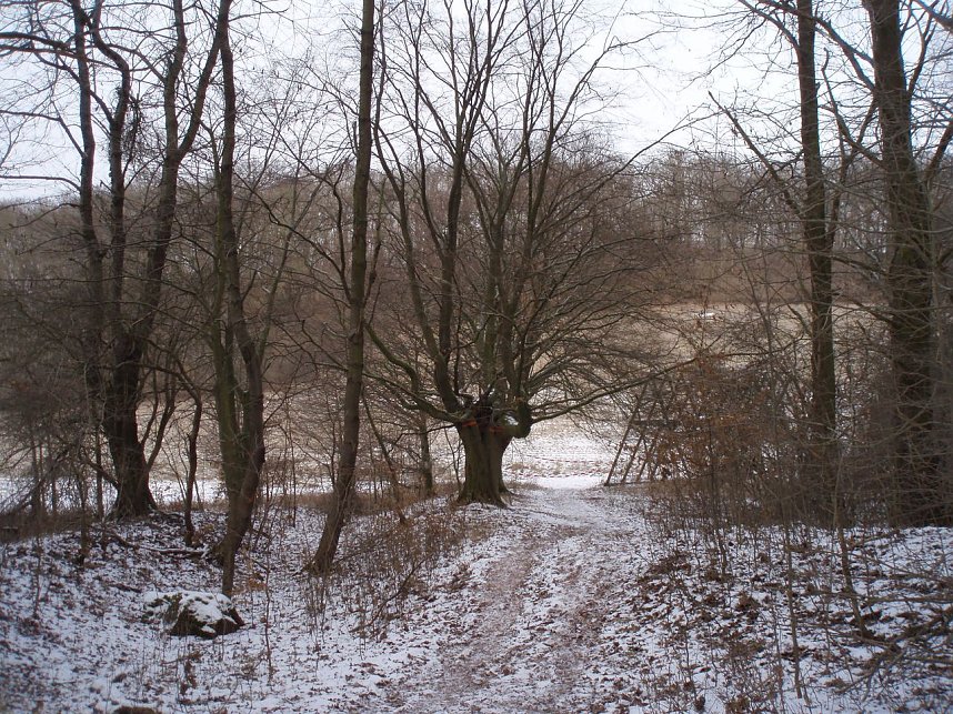 Das Foto zeigt die Grenzb&auml;ume vor dem l&auml;ngst &uuml;berf&auml;lligen Abhieb der &Auml;ste