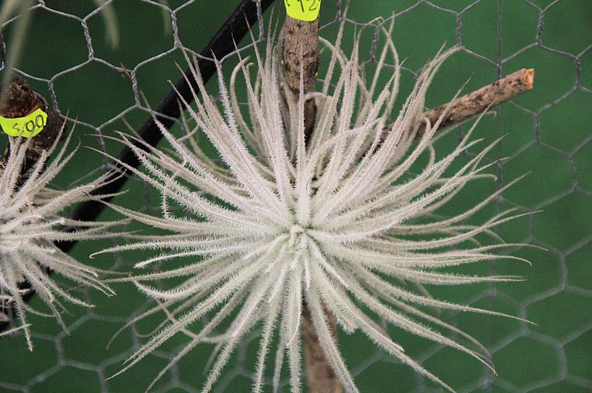 Orchideen in Nordhausen