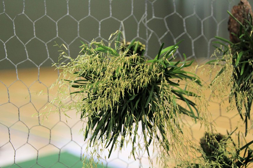 Orchideen in Nordhausen