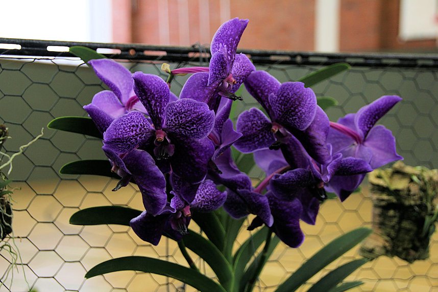 Orchideen in Nordhausen