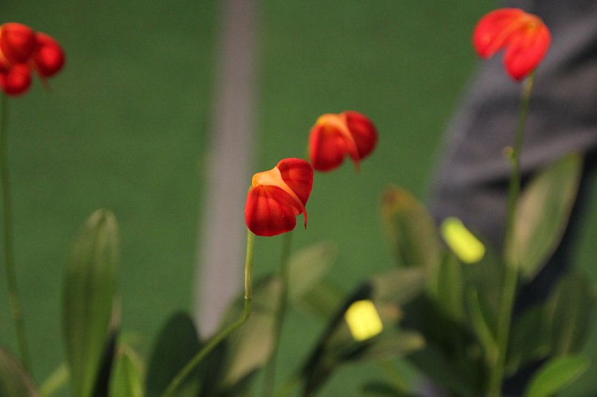 Orchideen in Nordhausen