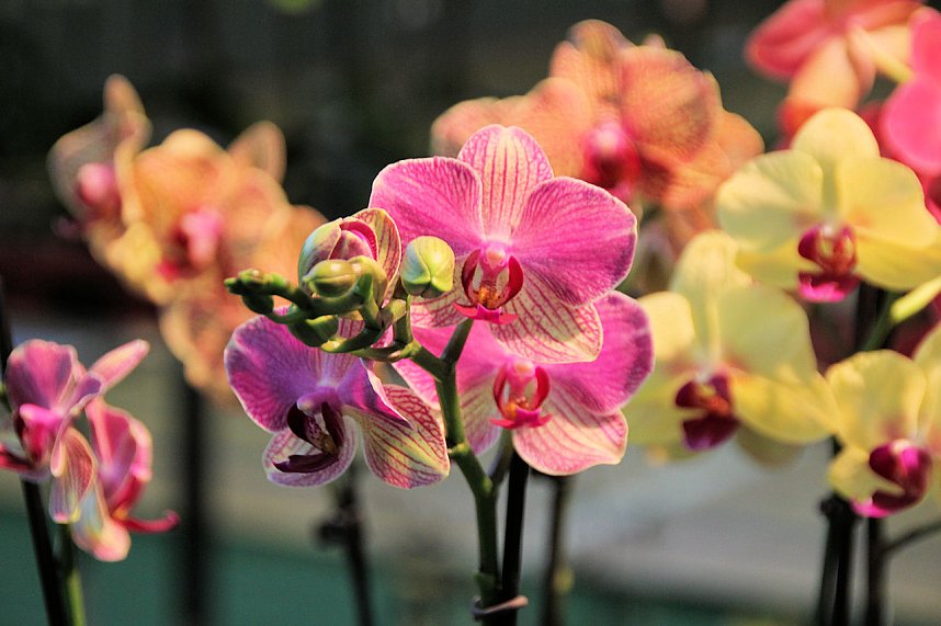 Orchideen in Nordhausen