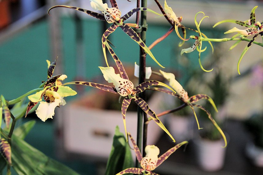 Orchideen in Nordhausen