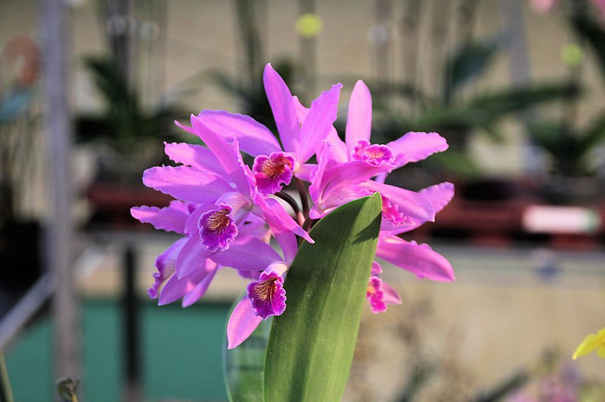 Orchideen in Nordhausen