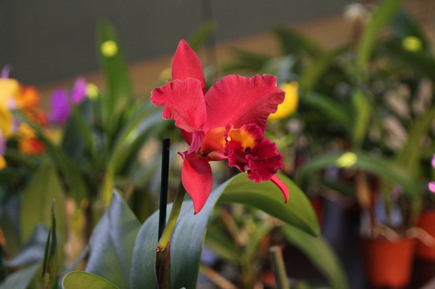 Orchideen in Nordhausen