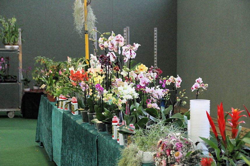 Orchideen in Nordhausen