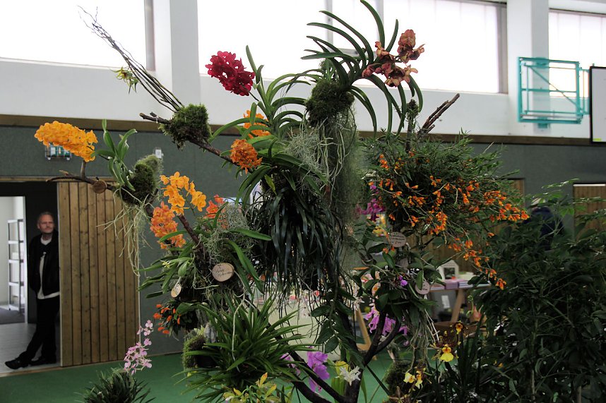 Orchideen in Nordhausen