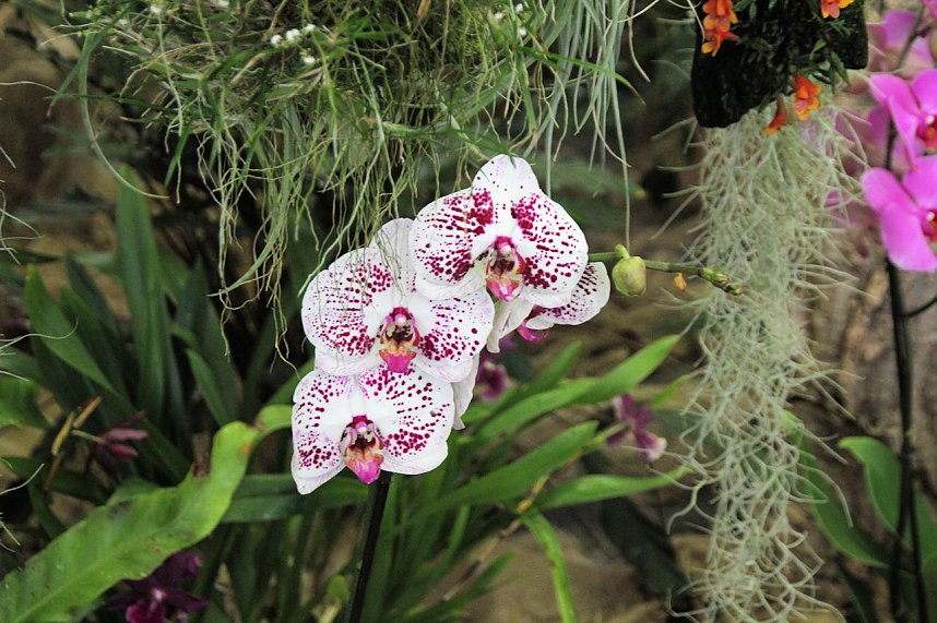 Orchideen in Nordhausen